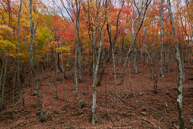 天川,布引谷,紅葉(IMG_8842,20 mm,F7.1,iso125)2015yaotomi_.jpg