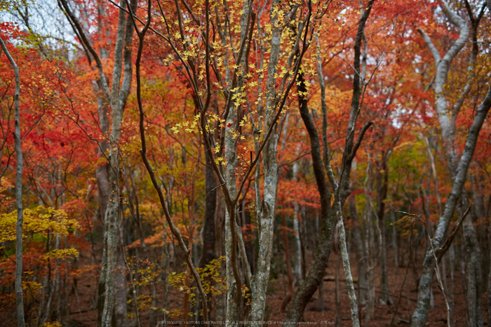 天川,布引谷,紅葉(IMG_8848,50 mm,F1.8,iso100)2015yaotomi_.jpg