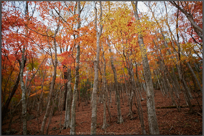 天川,布引谷,紅葉(IMG_8856,20-mm,F1.4,iso100)2015yaotomi_T.jpg