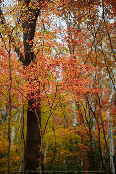 天川,布引谷,紅葉(IMG_8860,85 mm,F1.4,iso100)2015yaotomi_.jpg