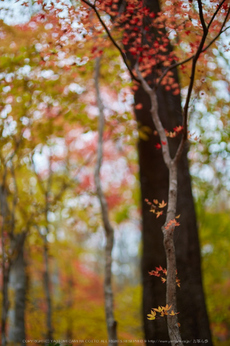 天川,布引谷,紅葉(IMG_8863,85 mm,F1.4,iso100)2015yaotomi_.jpg