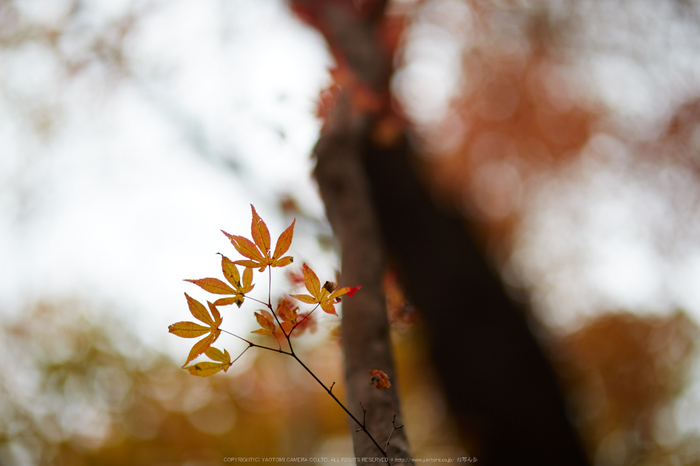 天川,布引谷,紅葉(IMG_8867,85 mm,F1.4,iso100)2015yaotomi_.jpg