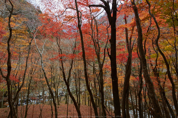 天川,布引谷,紅葉(IMG_8874,20 mm,F8,iso100)2015yaotomi_.jpg