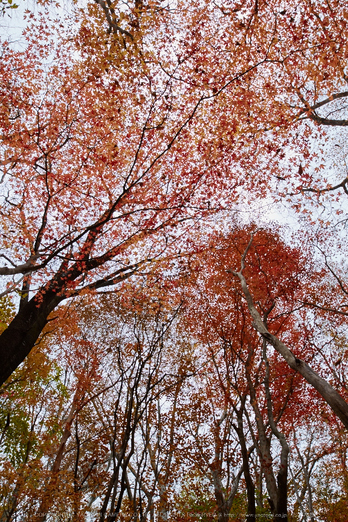 天川,布引谷,紅葉(IMG_8879,20 mm,F8,iso100)2015yaotomi_.jpg