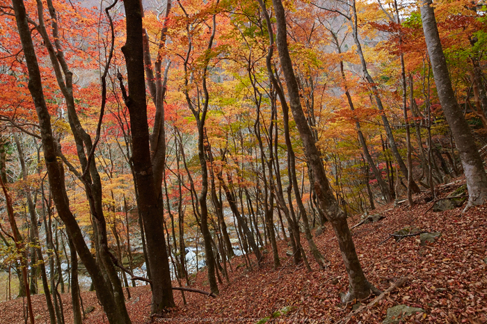 天川,布引谷,紅葉(IMG_8881,20 mm,F8,iso125)2015yaotomi_.jpg