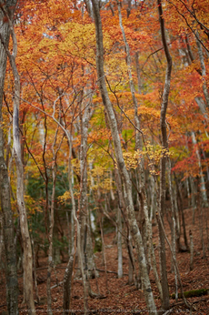 天川,布引谷,紅葉(IMG_8889,85 mm,F1.4,iso100)2015yaotomi_.jpg