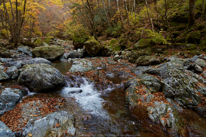 天川,布引谷,紅葉(IMG_8908,20 mm,F9,iso160)2015yaotomi_.jpg