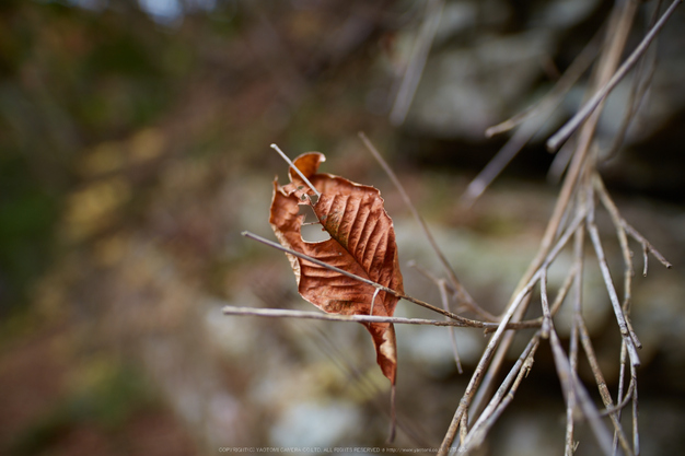 天川,布引谷,紅葉(IMG_8917,20 mm,F1.4,iso100)2015yaotomi_.jpg