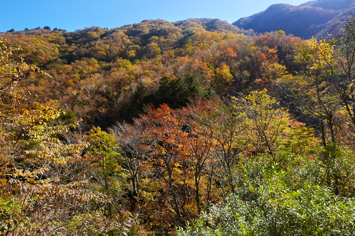 天川布引谷,紅葉(IMG_8486,20 mm,F8,iso100)2015yaotomi_.jpg