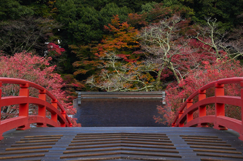 室生寺,紅葉(PB190019,40 mm,F6.3,iso640)2015yaotomi_.jpg