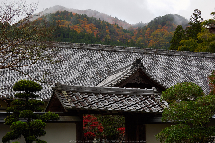 室生寺,紅葉(PB190043,40 mm,F6.3,iso200)2015yaotomi_.jpg