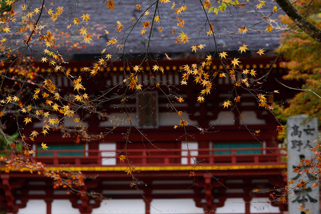 室生寺,紅葉(PB190054,64 mm,F3.2,iso200)2015yaotomi_.jpg