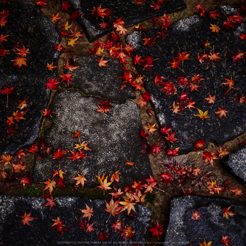 室生寺,紅葉(PB190079,24 mm,F5,iso200)2015yaotomi_.jpg