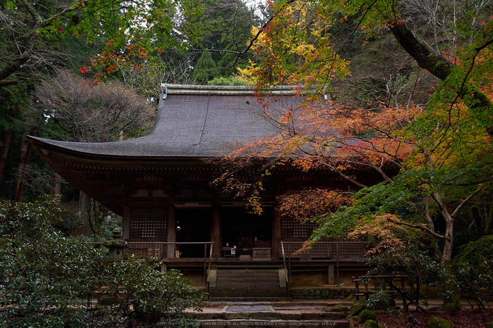 室生寺,紅葉(PB190083,17 mm,F5.6,iso200)2015yaotomi_.jpg