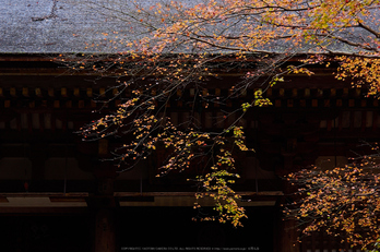 室生寺,紅葉(PB190089,64 mm,F3.2,iso200)2015yaotomi_.jpg