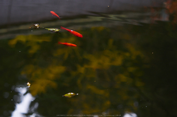 室生寺,紅葉(PB190093,73 mm,F3.2,iso200)2015yaotomi_.jpg