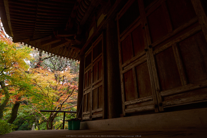 室生寺,紅葉(PB190129,12 mm,F7.1,iso200)2015yaotomi_.jpg