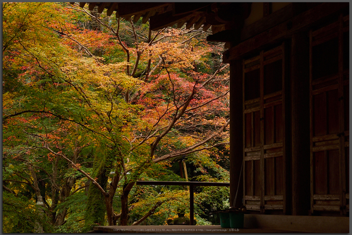 室生寺,紅葉(PB190135,40-mm,F7.1,iso200)2015yaotomi_T.jpg