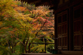 室生寺,紅葉(PB190135f,40 mm,F7.1,iso200)2015yaotomi_.jpg