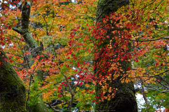 室生寺,紅葉(PB190147,67 mm,F4,iso200)2015yaotomi_.jpg