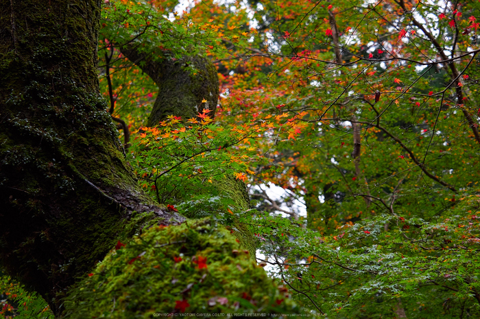 室生寺,紅葉(PB190150,40 mm,F2.8,iso200)2015yaotomi_.jpg