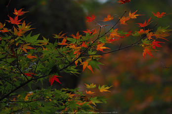 室生寺,紅葉(PB190172,150 mm,F2.8,iso200)2015yaotomi_.jpg