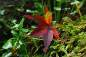 室生寺,紅葉(PB190221,150 mm,F10,iso1250)2015yaotomi_.jpg