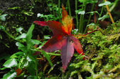 室生寺,紅葉(PB190224,150 mm,F10,iso1250)2015yaotomi_.jpg