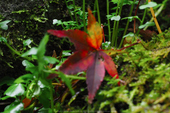 室生寺,紅葉(PB190226,150 mm,F10,iso1250)2015yaotomi_.jpg