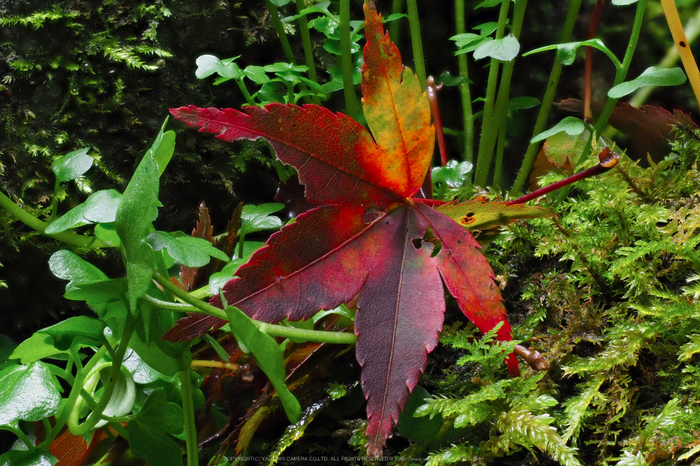 室生寺,紅葉(PB190228,150 mm,F10,iso1250)2015yaotomi_.jpg