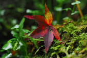 室生寺,紅葉(PB190229,150 mm,F2.8,iso200)2015yaotomi_.jpg