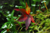 室生寺,紅葉(PB190236,150 mm,F2.8,iso200)2015yaotomi_.jpg