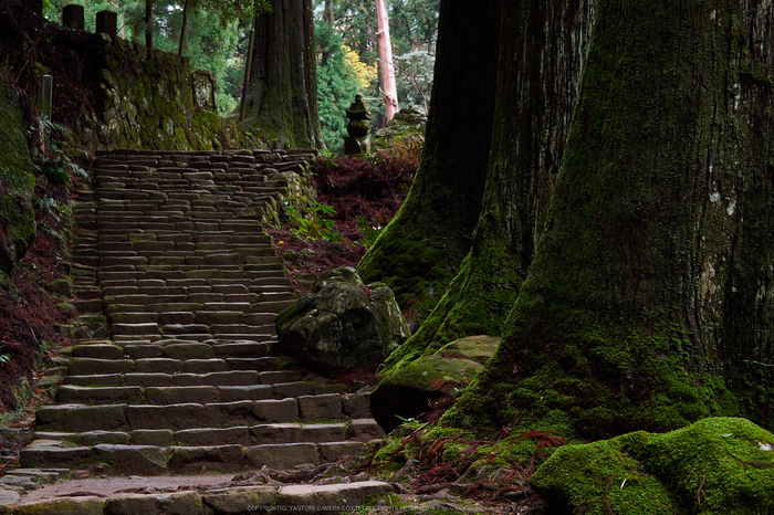 室生寺,紅葉(PB190367,40 mm,F6.3,iso200)2015yaotomi_.jpg