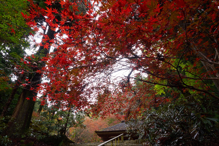 室生寺,紅葉(PB190425,12 mm,F8,iso200)2015yaotomi_.jpg