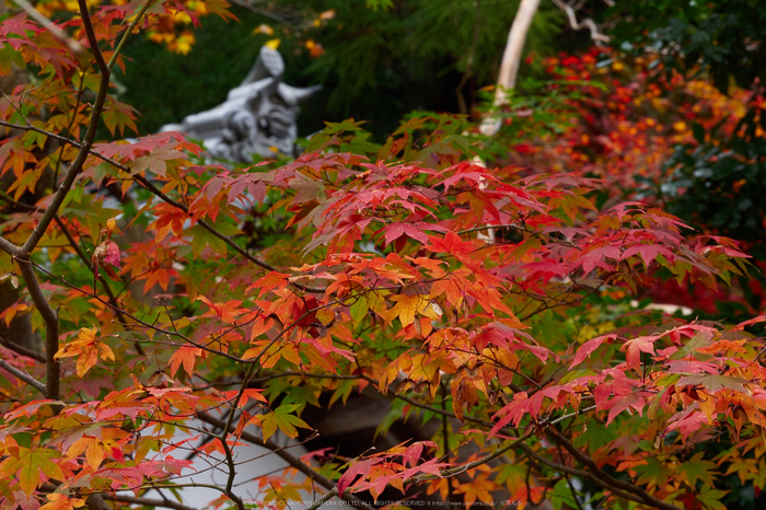 室生寺,紅葉(PB190442,100 mm,F13,iso200)2015yaotomi_.jpg