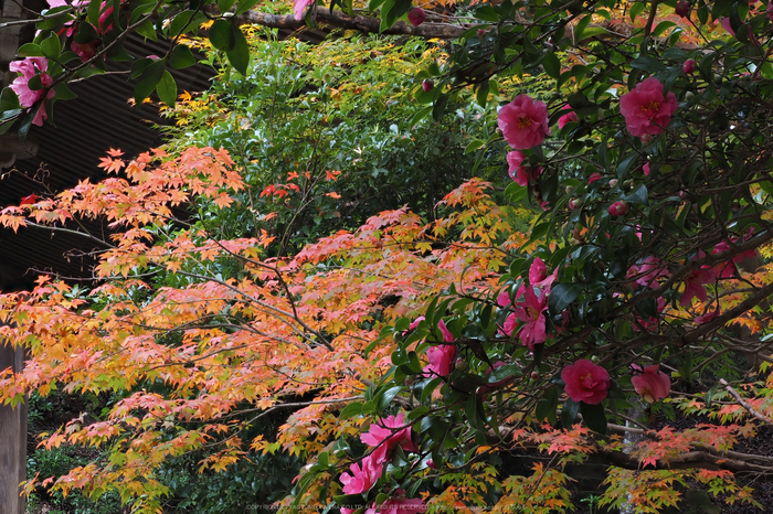 室生寺,紅葉(PB190478,64 mm,F10,iso200)2015yaotomi_.jpg