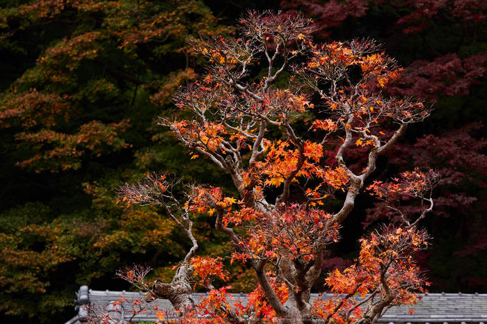 室生寺,紅葉(PB190538,70 mm,F3.2,iso200)2015yaotomi_.jpg