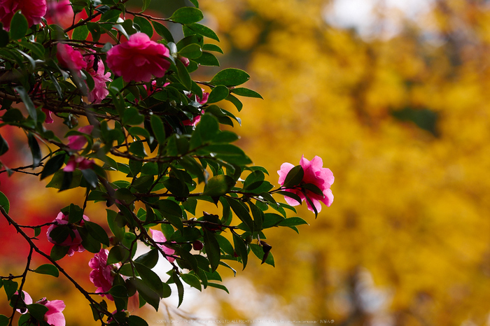 室生寺,紅葉(PB190544,150 mm,F3.5,iso200)2015yaotomi_.jpg