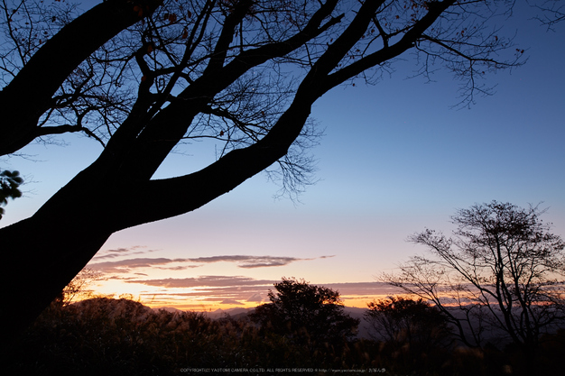 屏風岩公苑,紅葉(IMG_8235,20 mm,F7.1,iso100)2015yaotomi_.jpg