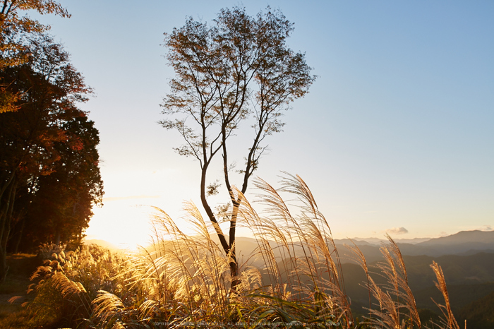 屏風岩公苑,紅葉(IMG_8290,20 mm,F5,iso100)2015yaotomi_ 1.jpg