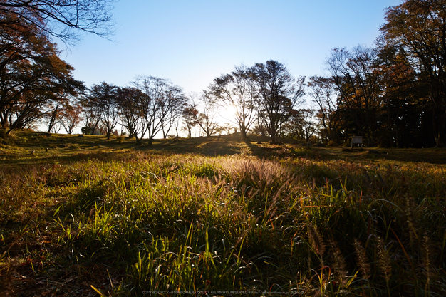 屏風岩公苑,紅葉(IMG_8364,20 mm,F8,iso100)2015yaotomi_.jpg