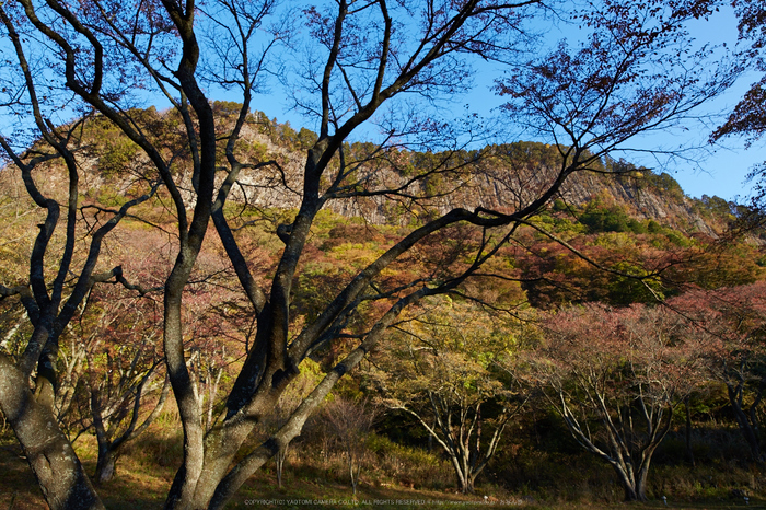 屏風岩公苑,紅葉(IMG_8383,20 mm,F6.3,iso100)2015yaotomi_.jpg