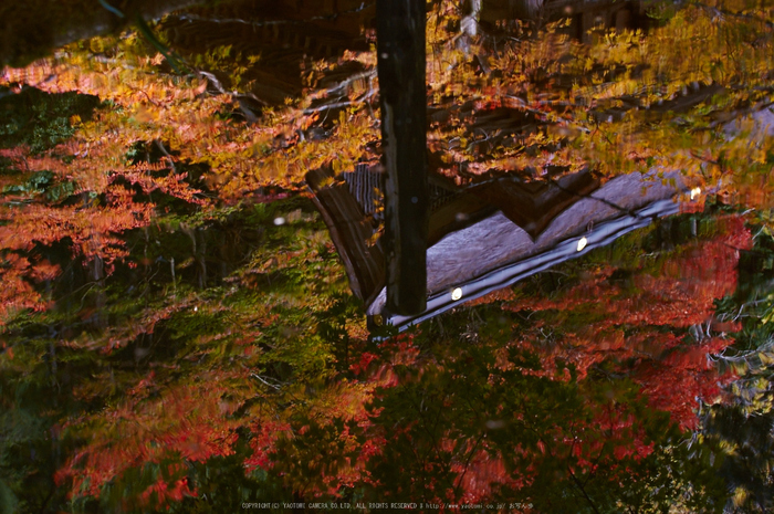 峰定寺,紅葉(K32_3336,48 mm,F8,800)2015yaotomi_.jpg