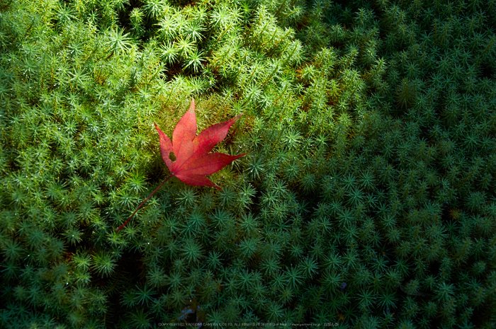 常照皇寺,紅葉(K32_3279,135 mm,F9,iso100)2015yaotomi_.jpg