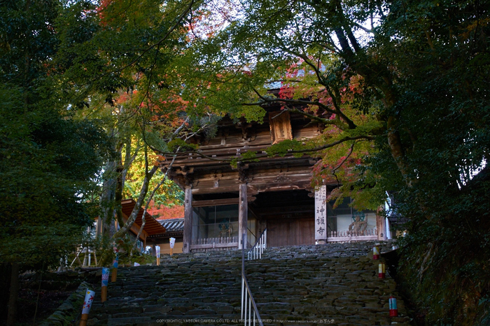 神護寺,紅葉(K32_2979,55 mm,F8,iso800)2015yaotomi_.jpg