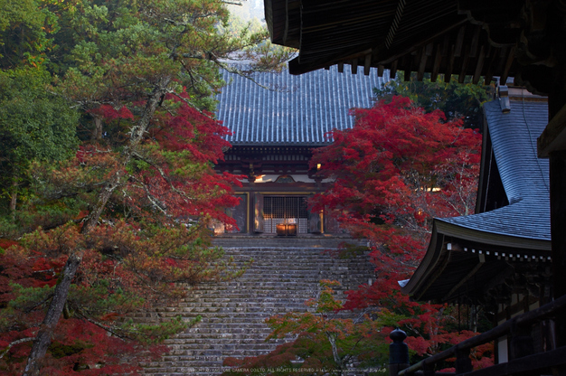 神護寺,紅葉(K32_2992,55 mm,F9,iso400)2015yaotomi_.jpg
