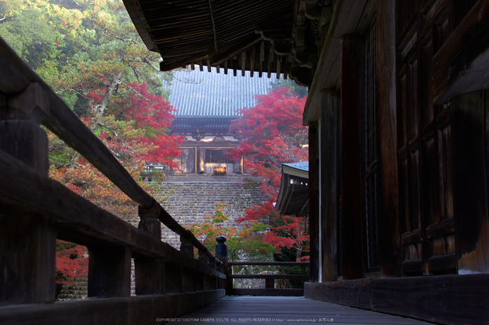 神護寺,紅葉(K32_3001,43 mm,F9,iso400)2015yaotomi_.jpg