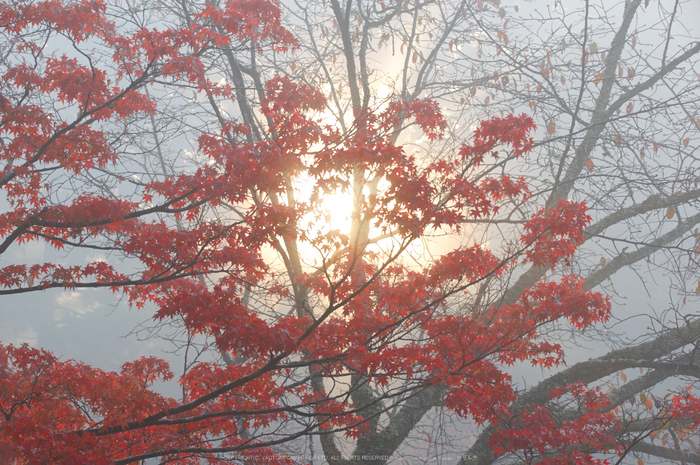 神護寺,紅葉(K32_3017,75 mm,F9,iso400)2015yaotomi_.jpg