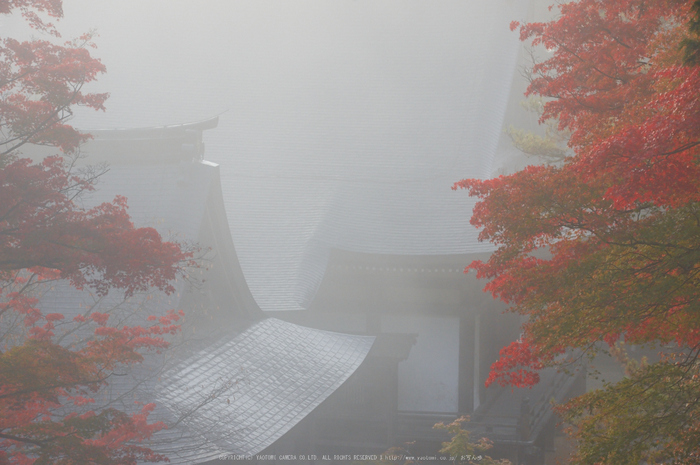 神護寺,紅葉(K32_3035,100 mm,F10,400)2015yaotomi_ 1.jpg