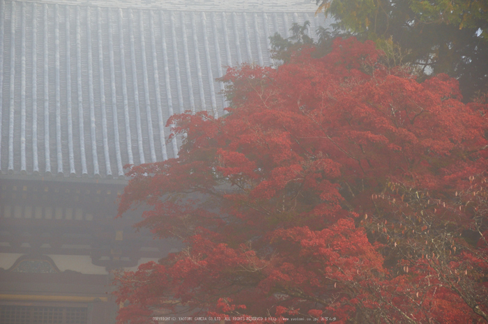 神護寺,紅葉(K32_3069,150 mm,F7.1,400)2015yaotomi_.jpg